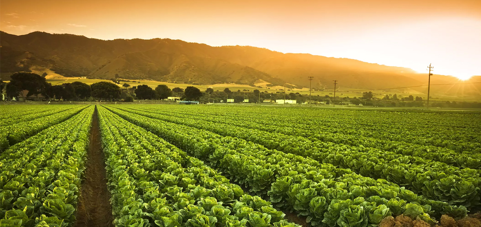 Agricultural Field 1